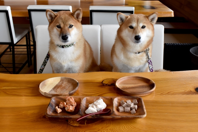 ペットの食事のイメージ